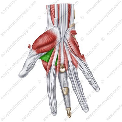Adductor pollicis muscle (m. adductor pollicis)